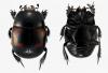 Hister quadrimaculatus